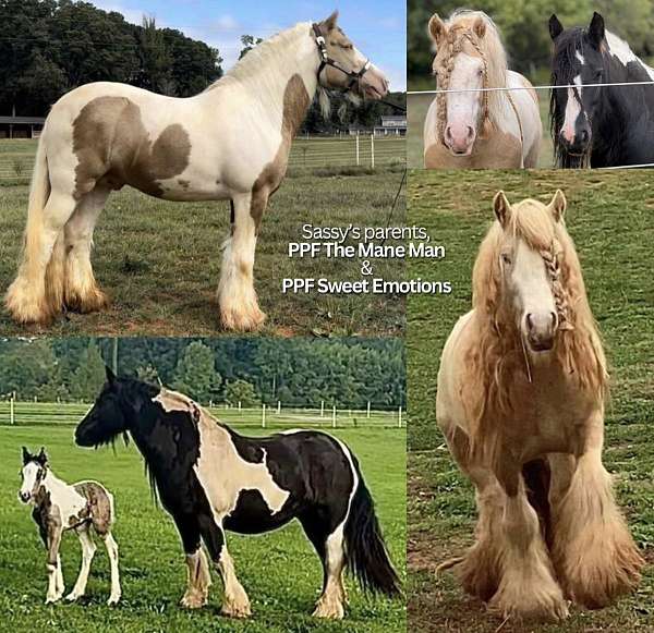 gypsy-vanner-pony-for-sale