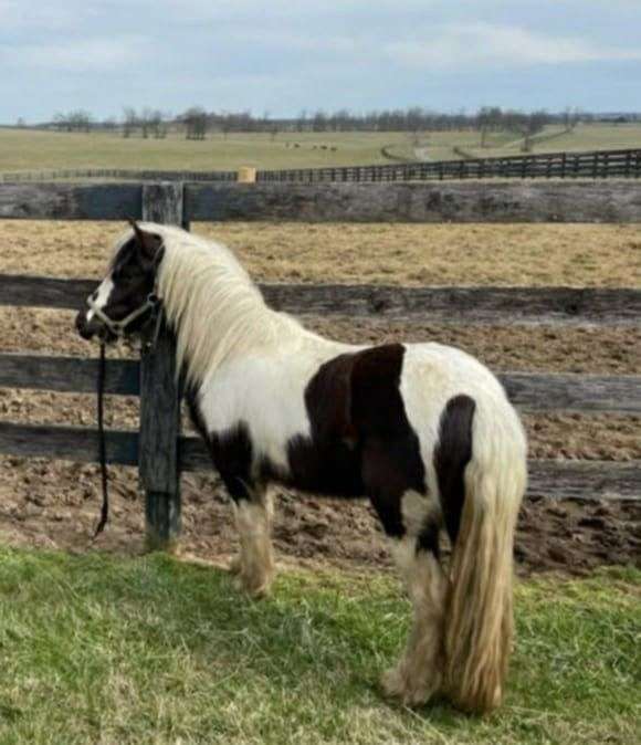 broodmare-gypsy-vanner-horse