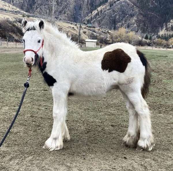 piebald-draft-pony