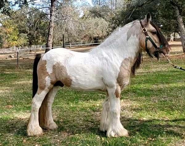 tobiano-horse