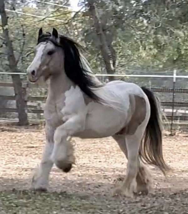 buckskin-tobiano-horse