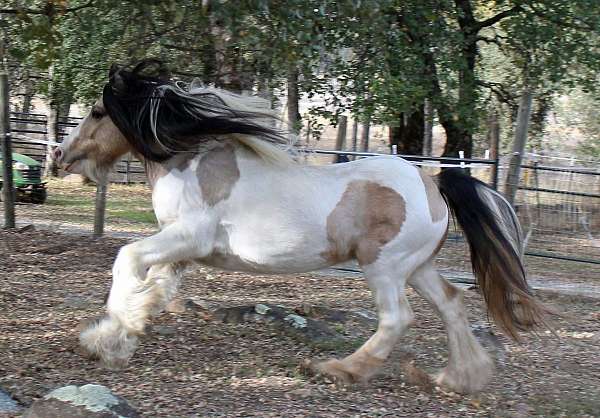 athletic-gypsy-vanner-horse