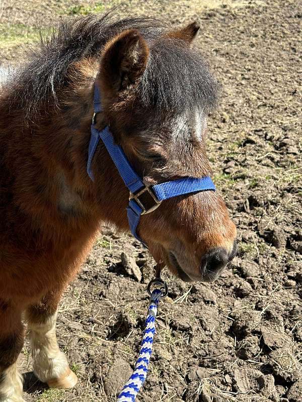 tri-paint-miniature-horse