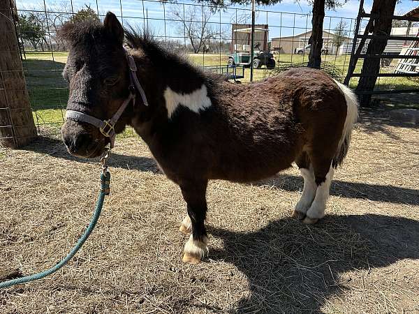 black-n-white-paint-miniature-horse