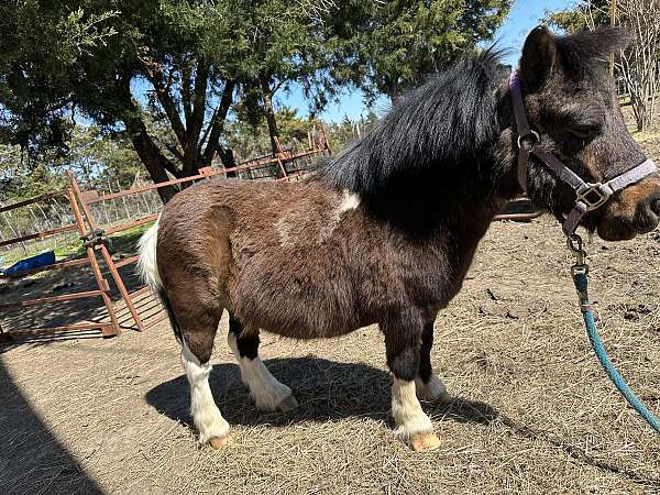 companionship-miniature-horse