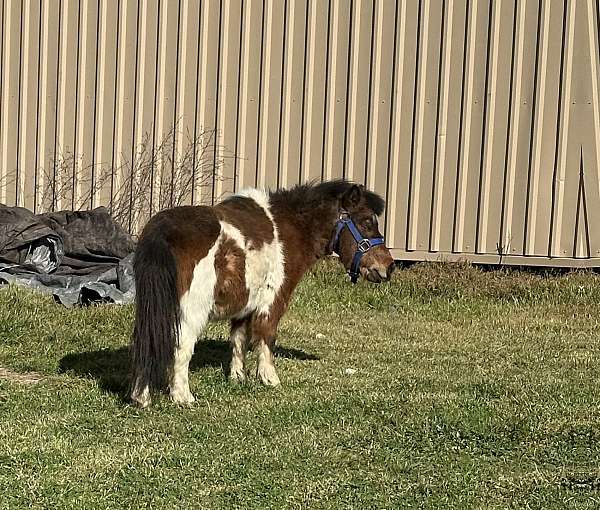 tri-paint-gelding