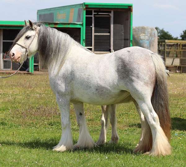 sabino-bay-blagdon-horse