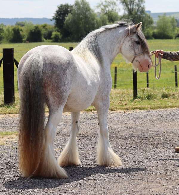 sabino-gypsy-vanner-for-sale