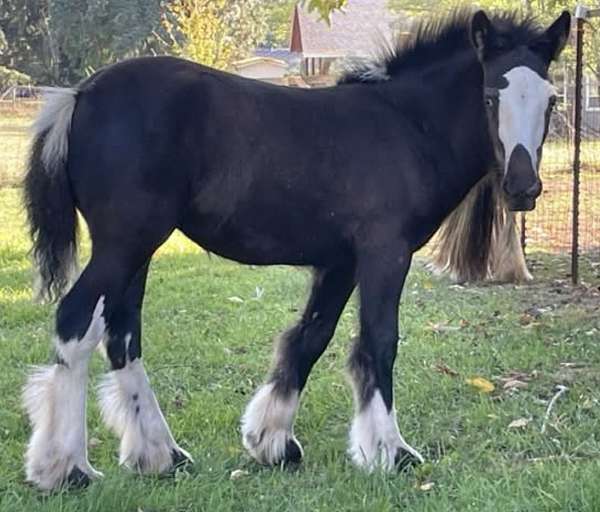 educated-gypsy-vanner-horse