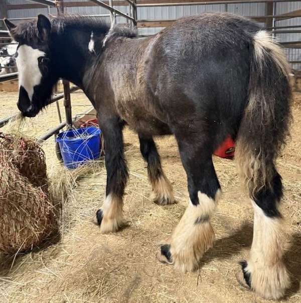 minimal-white-gypsy-vanner-horse