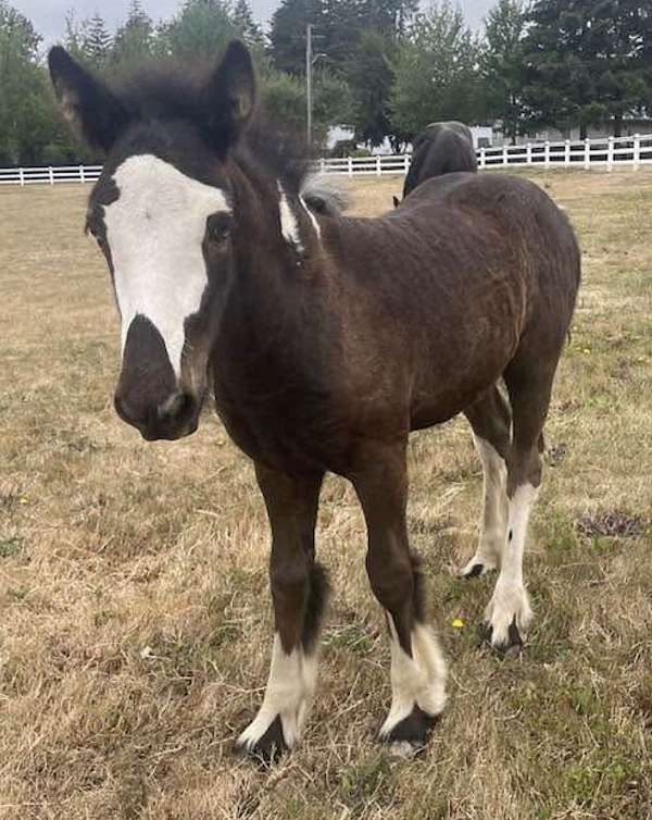 sd-chief-gypsy-vanner-horse