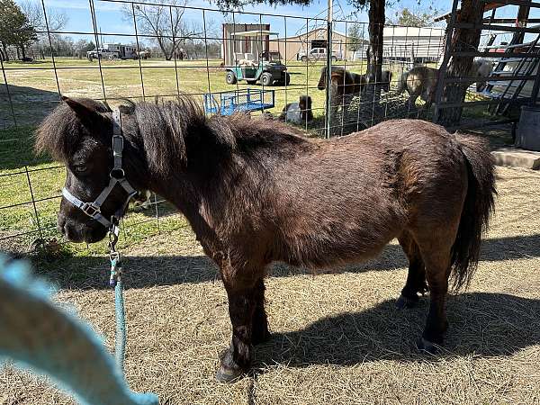 miniature-horse