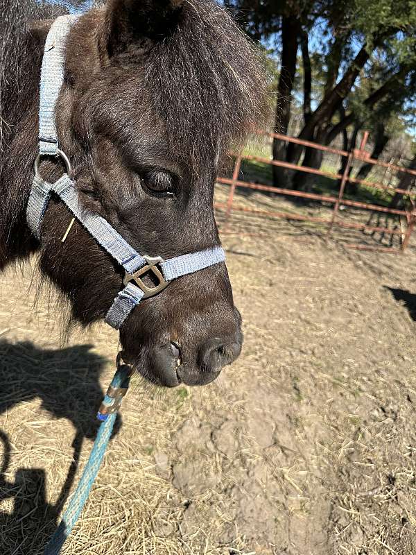 black-miniature-horse