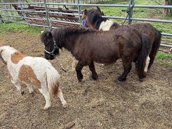 companion-miniature-horse