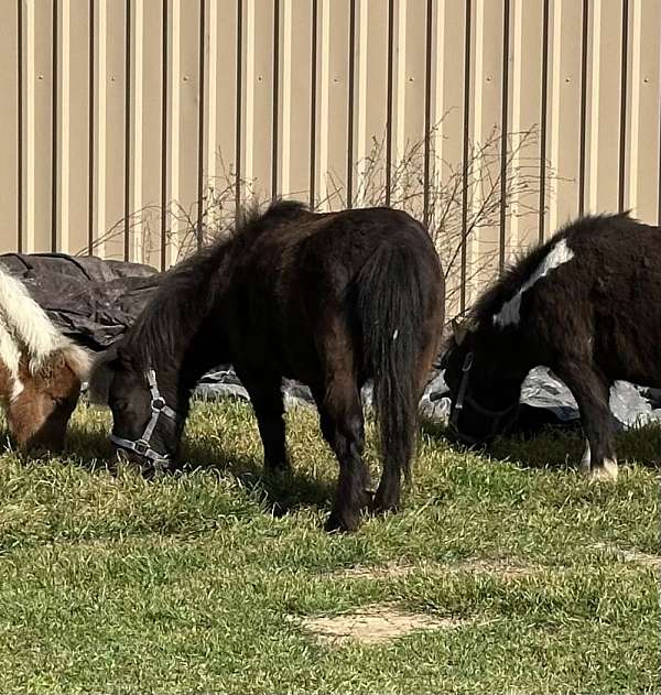 project-miniature-horse