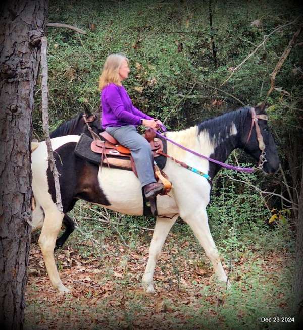 choice-spotted-saddle-horse