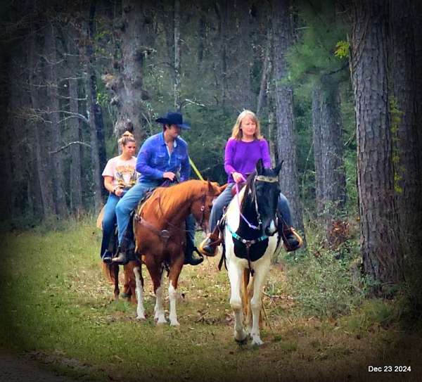 eager-spotted-saddle-horse