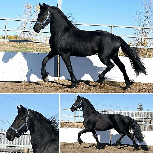 black-friesian-mare