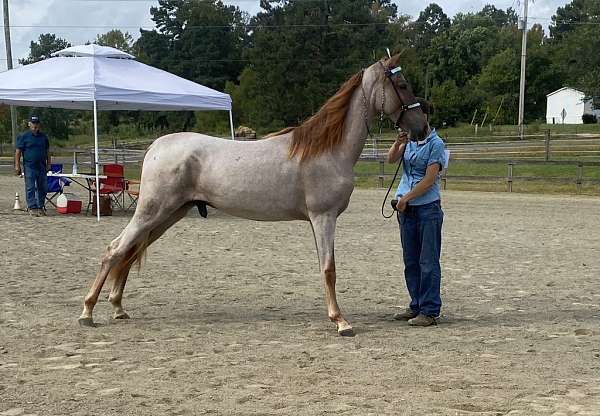 beginner-tennessee-walking-horse