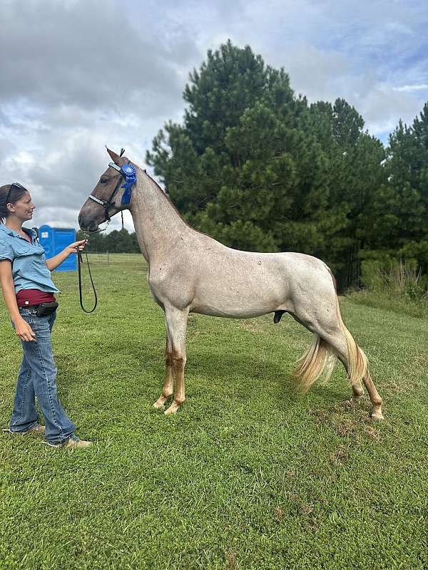 breeding-tennessee-walking-horse