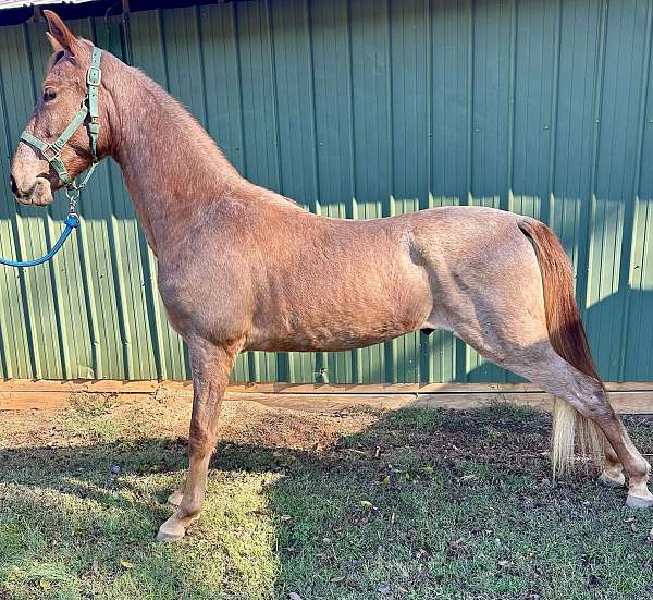 flaxen-mane-tennessee-walking-horse