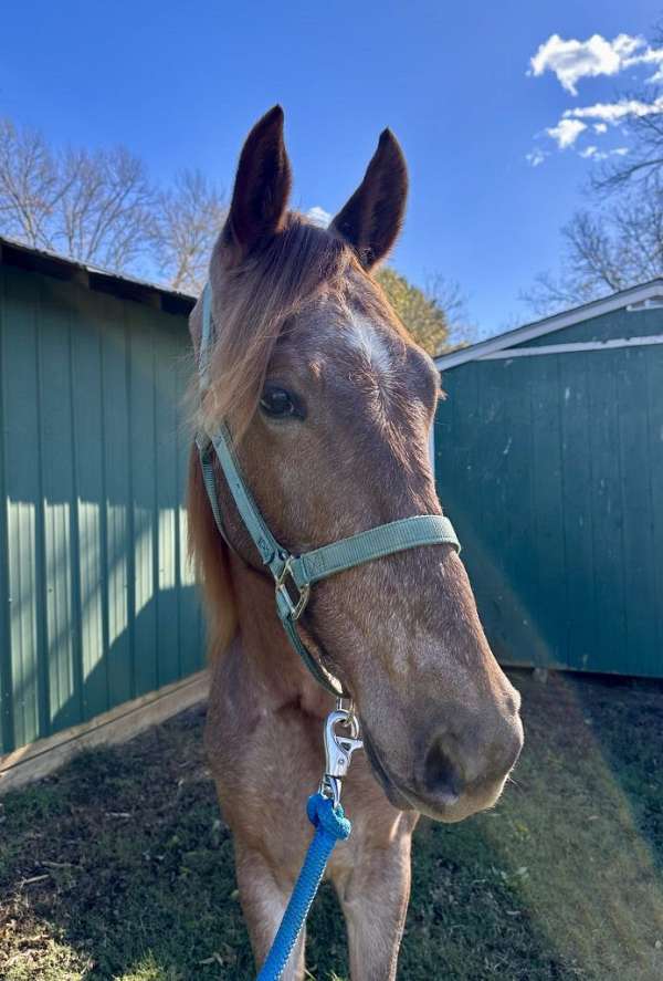 gaited-tennessee-walking-horse