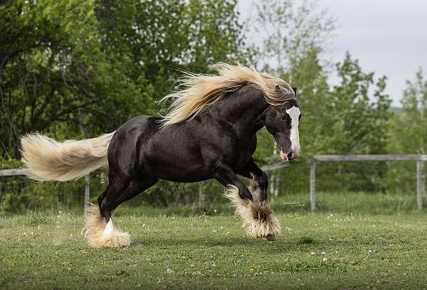 ghra-gvhs-gelding-stallion