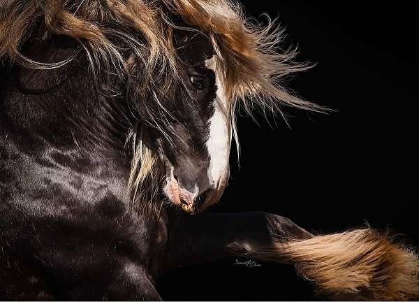 canter-gypsy-vanner-horse