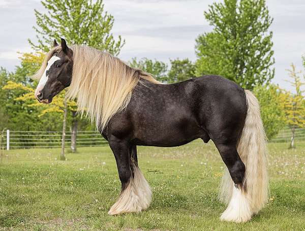 katie-gypsy-vanner-horse