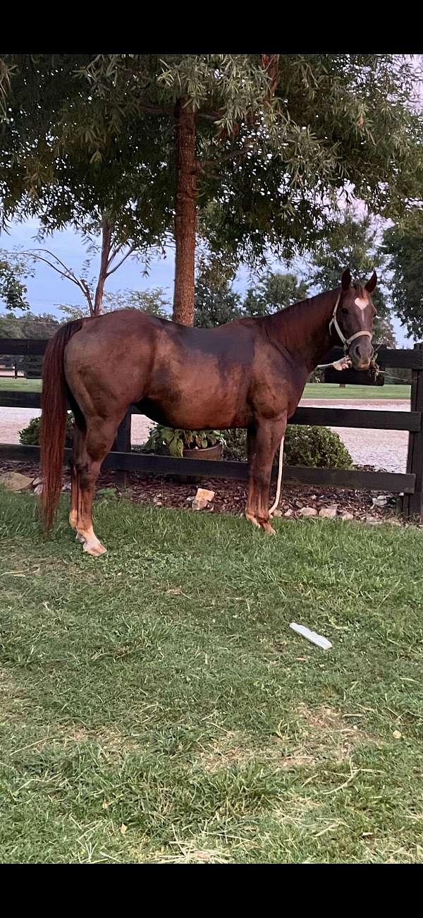 chestnut-blaze-horse