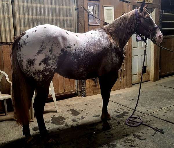 appaloosa-mare