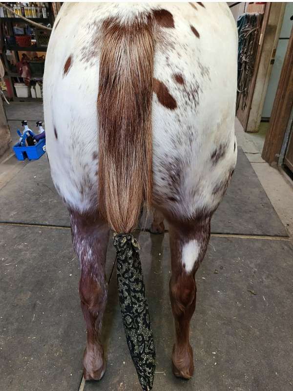 appaloosa-horse