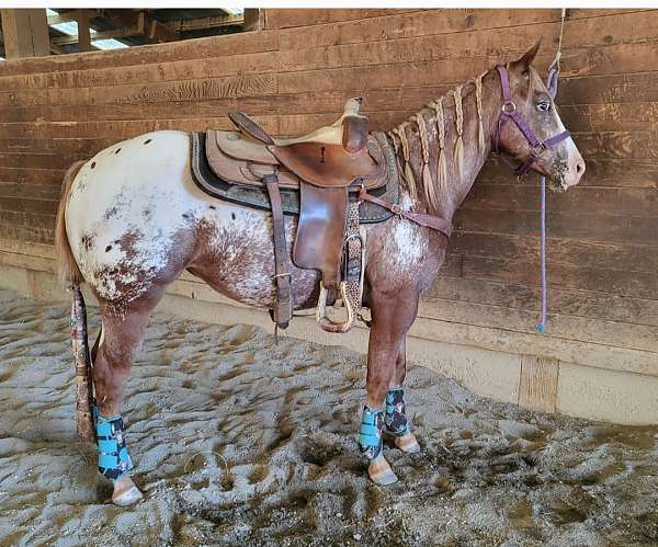 appaloosa-horse-for-sale