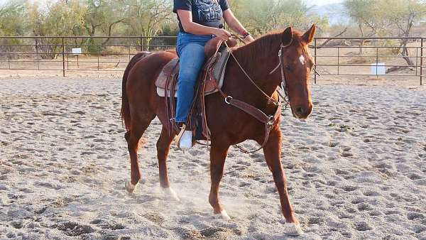 quarter-horse-for-sale