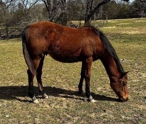 dunit-rawhide-horse