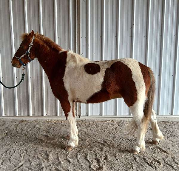 tobiano-blaze-pony