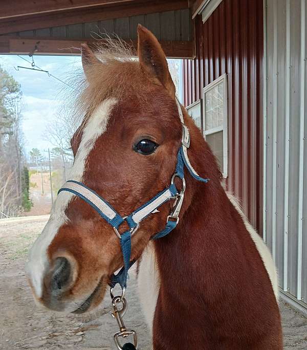 tobiano-pony-gelding