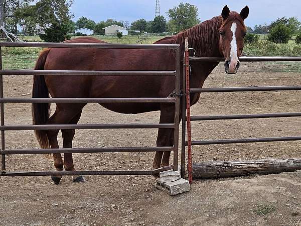 sorrel-socks-blaze-down-the-face-horse