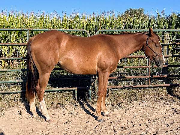 aqha-quarter-horse