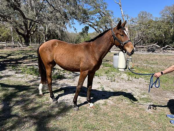 athletic-dressage-filly