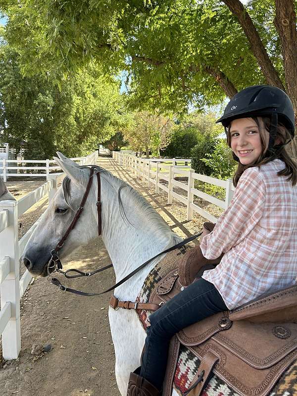 ridden-western-quarter-horse