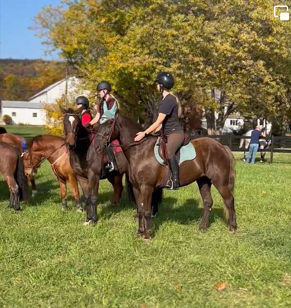 rocky-mountain-gelding