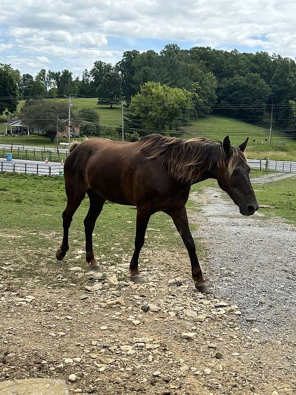 rocky-mountain-horse-for-sale