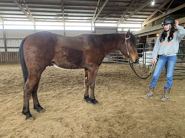 barrel-quarter-horse