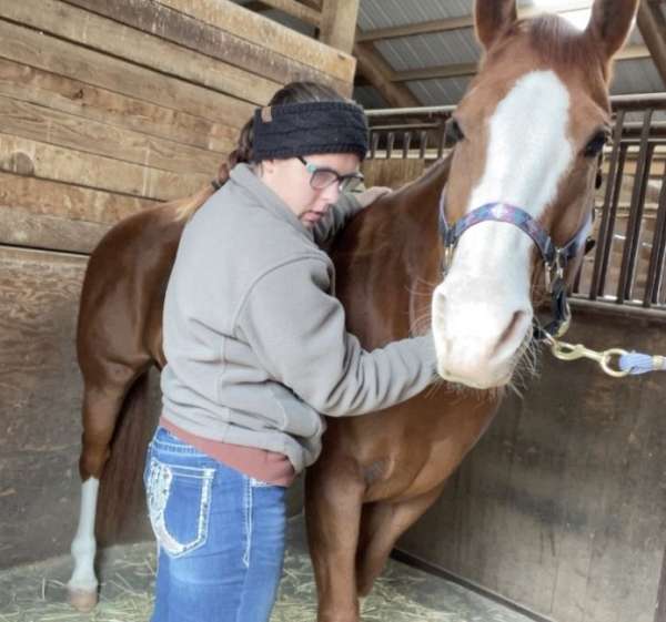 horse-massage