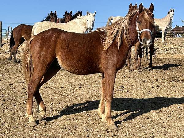 floating-arabian-horse