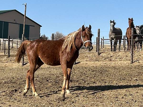 kaspariet-arabian-horse