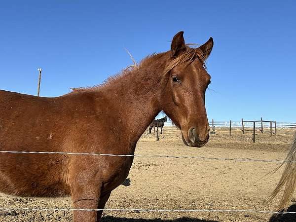 around-trakehner-horse