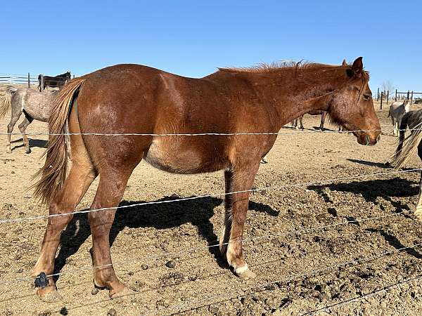 back-trakehner-horse