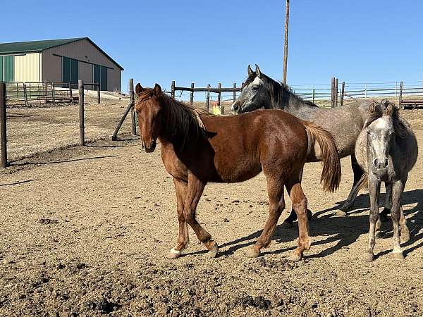 bloodlines-trakehner-horse